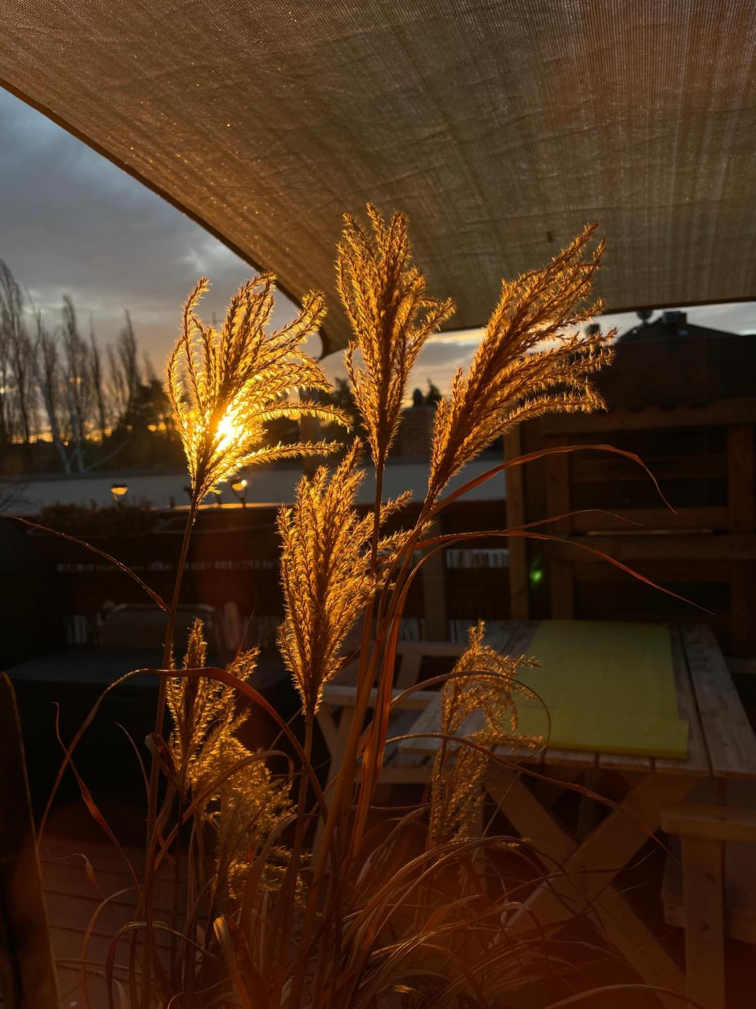 Bambus, Jungle, Dachterrasse & Bequem Bis Zentrum Radebeul Kültér fotó